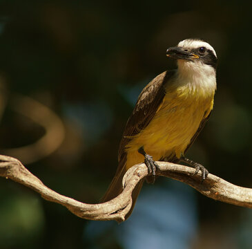 Sulphur-masked tyrant (Pitangus sulphuratus), Pantanal, Brazil, South America