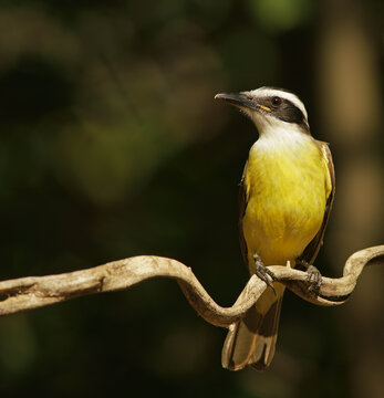 Sulphur-masked tyrant (Pitangus sulphuratus), Pantanal, Brazil, South America