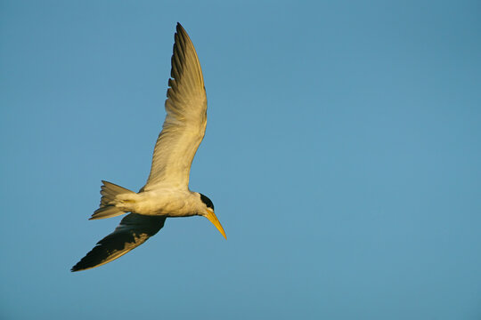 Large-billed Tern (Phaetusa simplex), flying, Pantanal, Brazil, South America
