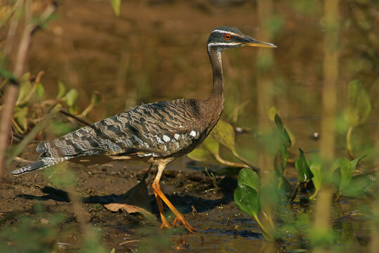 Sun rail (Eurypyga helias) Pantanal Brazil