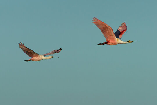 Roseate spoonbill (Ajaia ajaja) Pantanal Brazil