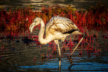 flamingo in the water