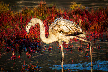 flamingo in the water