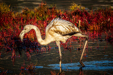 flamingo in the water