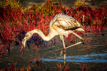 flamingo in the water