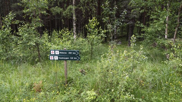 Signpost in the forest with Olav's cross indicating hiking routes, surrounded by dense greenery, pilgrimage route Olavsweg or Olavsleden, Norway