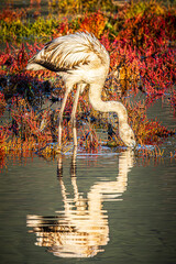 flamingo in the water