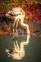 flamingo in the water