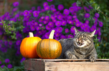 Cute tabby short hair cat yawns and makes a funny face. Cat relaxes on a wooden box with pumpkins. Autumn ambiance in a blooming garden