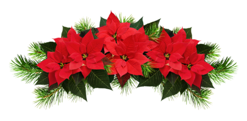 Red poinsettia flowers and pine twigs in a Christmas waved arrangement isolated on white or transparent background. Holiday garland.