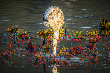 flamingo in the water