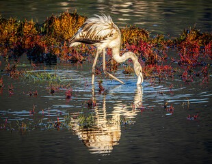 flamingo in the water