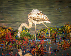 flamingo in the water