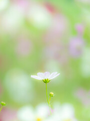 秋を彩るコスモスの花畑。小雨の中、静かに佇む白いコスモス。自然風景。