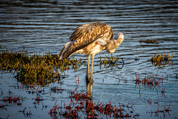 flamingo in the water