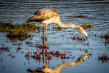 flamingo in the water