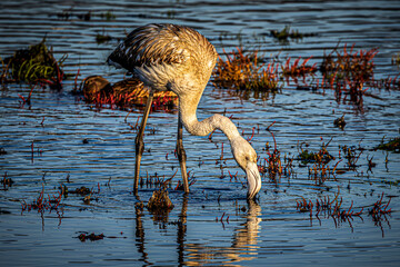 flamingo in the water