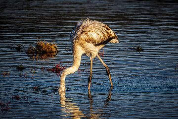 flamingo in the water