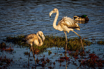 flamingo in the water