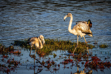 flamingo in the water