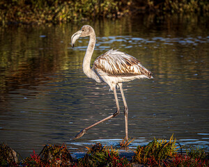 flamingo in the water