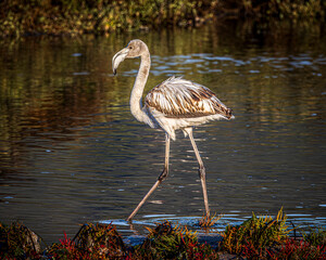 flamingo in the water