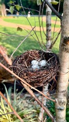 Tra il cespuglio e gli alberi, ormai, spogli, fa capolino un nido. Sorprendentemente all'interno ci sono tre piccole uova bianche