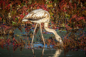 flamingo in the water