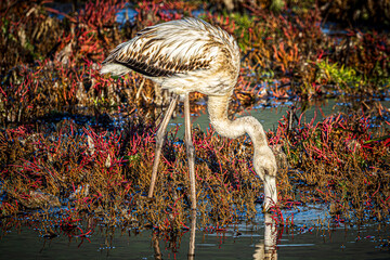 flamingo in the water