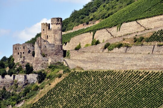 Ehrenfels castle ruins near Assmannshausen, UNESCO World Heritage Cultural Landscape Upper Middle Rhine Valley, World Heritage Site, Hesse, Germany