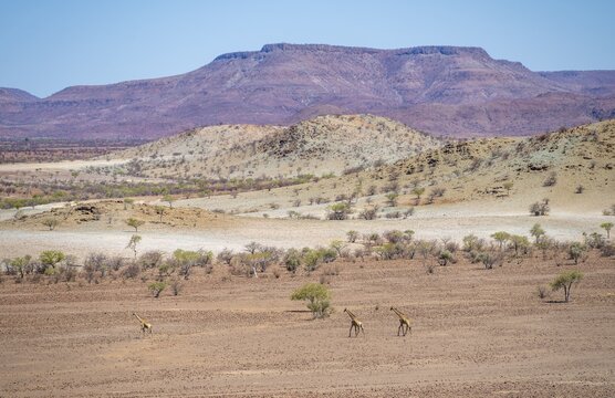 Three Angola giraffes (Giraffa giraffa angolensis) in dry desert landscape with table mountains, Damaraland, Kunene, Namibia