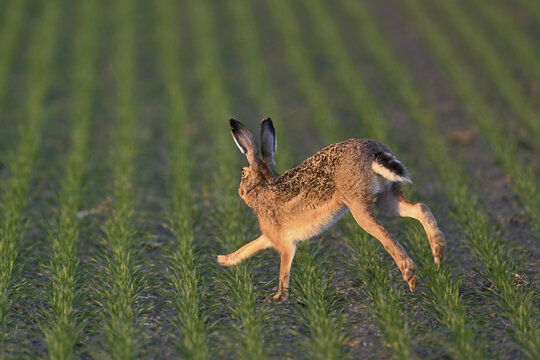 European hare (Lepus europaeus), running across a field, Lake Neusiedl National Park, Seewinkel, Burgenland, Austria
