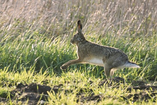 European hare (Lepus europaeus), jumping, Lake Neusiedl National Park, Burgenland, Seewinkel, Austria