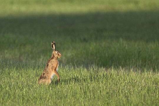 European hare (Lepus europaeus), standing on its hind legs, Lake Neusiedl National Park, Seewinkel, Burgenland, Austria