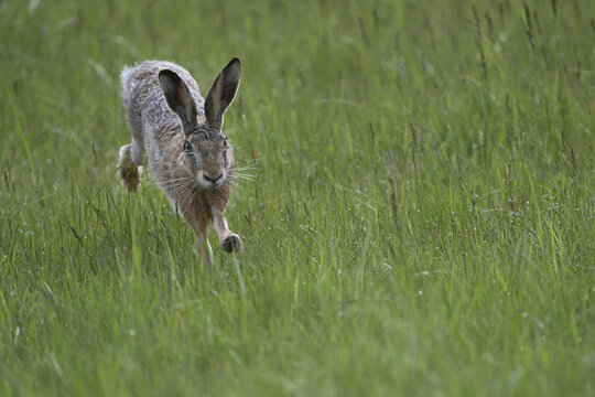 European hare (Lepus europaeus), jumping, Lake Neusiedl National Park, Seewinkel, Burgenland, Austria