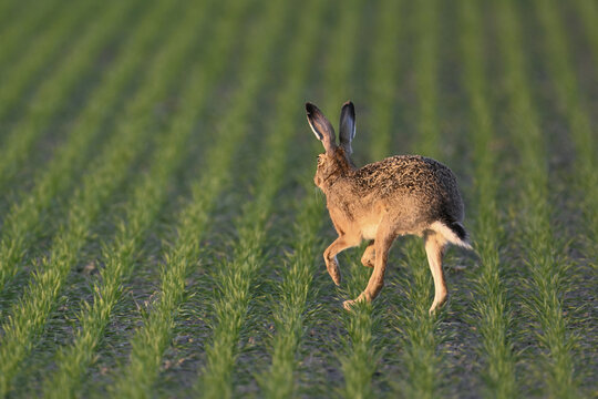European hare (Lepus europaeus), running across a field, Lake Neusiedl National Park, Seewinkel, Burgenland, Austria