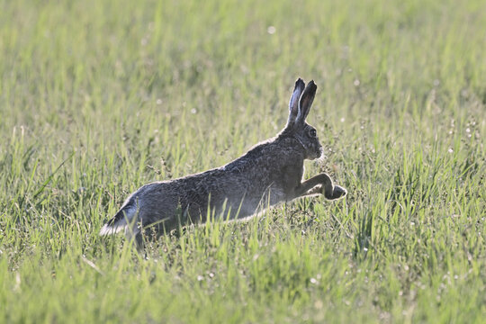 European hare (Lepus europaeus), jumping across a field, Lake Neusiedl National Park, Seewinkel, Burgenland, Austria