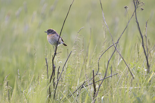Stonechat (Saxicola rubicola), female sitting on a branch, Lake Neusiedl National Park, Seewinkel, Burgenland, Austria