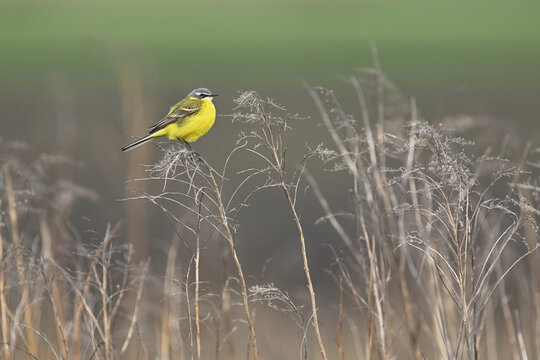 Yellow wagtail (Motacilla flava) sitting on bushes, Lake Neusiedl National Park, Seewinkel, Burgenland, Austria