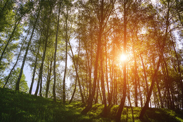 Sunlight filtering through the tall birch trees in a lush green forest, creating a serene and captivating natural landscape for nature enthusiasts. Vintage film aesthetic.