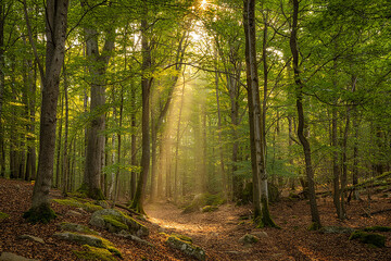 Obraz premium Sunlight streams through lush green forest canopy illuminating a forest floor path
