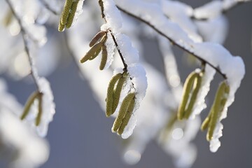 Common hazel (Corylus avellana), full of snow, close-up of male catkins, Switzerland