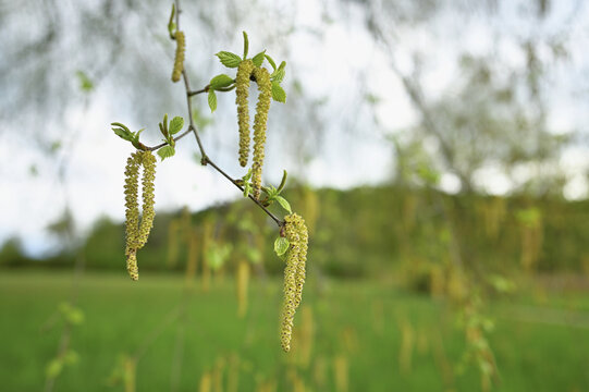 Common hazel (Corylus avellana), close-up of male catkins, Switzerland