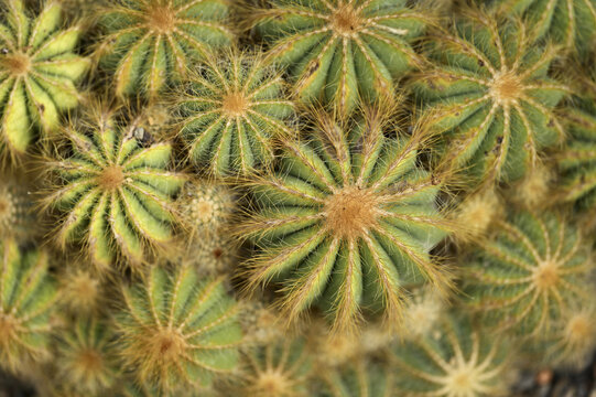 Cactaceae (Parodia magnifica), genus Parodia, occurrence Rio Grande do Sul, Brazil