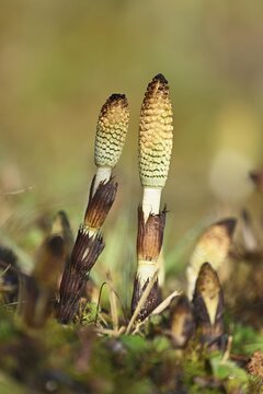 Fertile shoots of field horsetail (Equisetum arvense), Switzerland