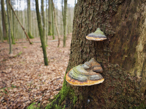 Red Banded Polypore (Fomitopsis pinicola), Switzerland