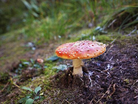 Fly agaric (Amanita muscaria), also known as red fly agaric, Switzerland