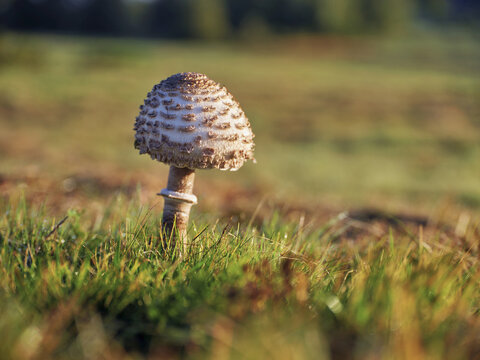 Parasol mushroom, Parasol or giant umbrella mushroom (Macrolepiota procera), Switzerland