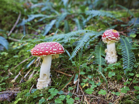 Fly agaric (Amanita muscaria), also known as red fly agaric, Switzerland