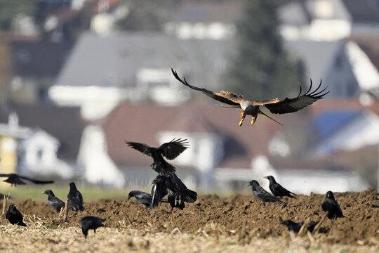 Red kites (Milvus milvus) and crows (Corvus corone) foraging in a freshly ploughed field, Canton Aargau, Switzerland